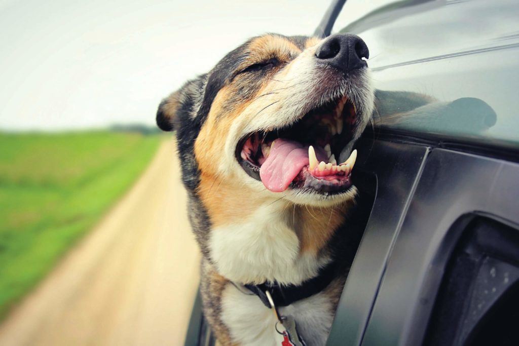 A happy German Shepherd mix breed dog is smiling with his tounge hanging out and his eyes closed as he sticks his head out the family car window while drving down the road.