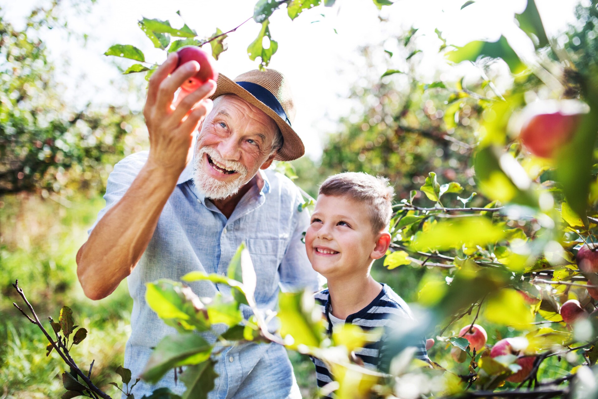 An older man and a young boy picking apples together from a tree, illustrating the bond of family and the joy of nature.