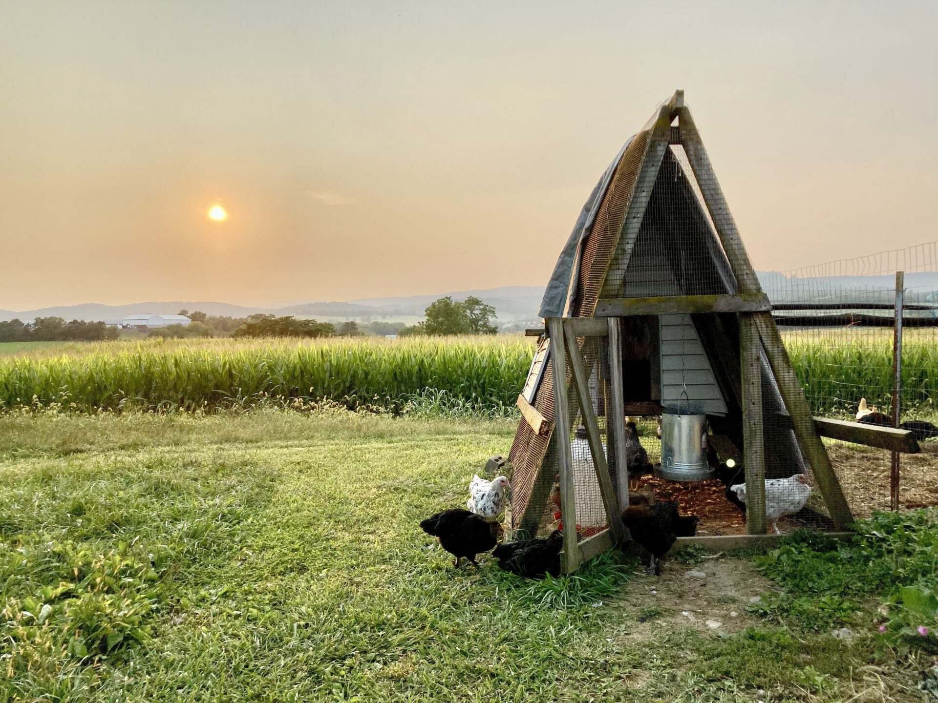 Joyce Maxwell Summer Roost Min