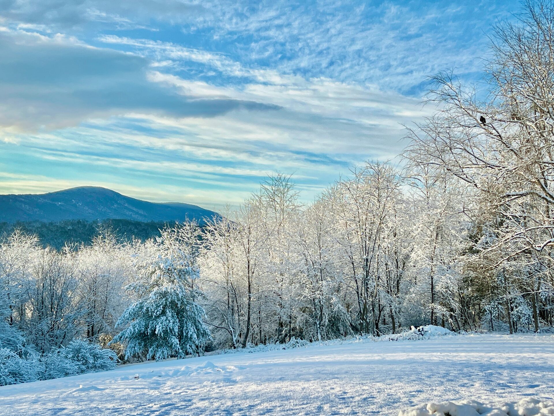 Melissa Shirk Brillance Min