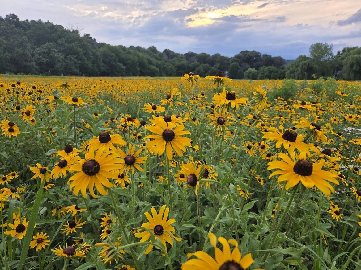 A vibrant field of black-eyed Susans glowing in the warm hues of a sunset.