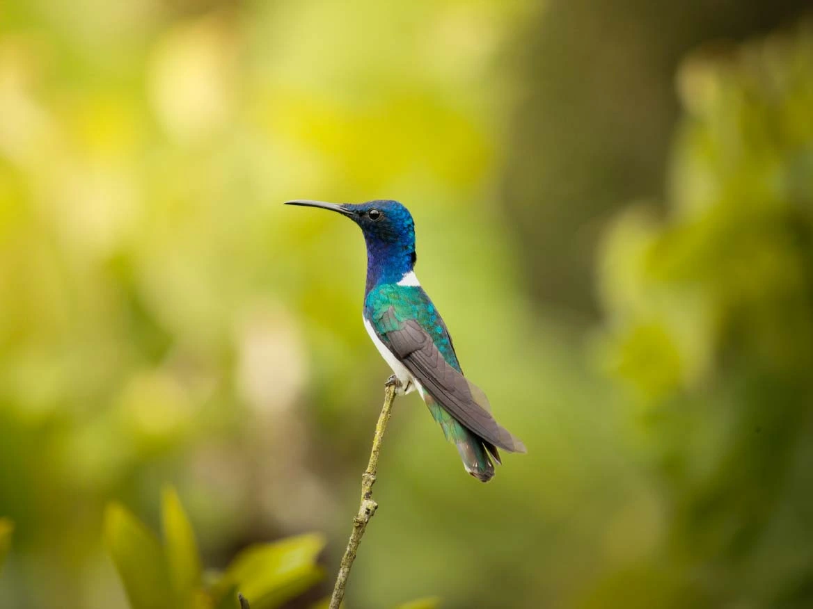 A hummingbird resting on a branch, surrounded by lush green trees in the background.
