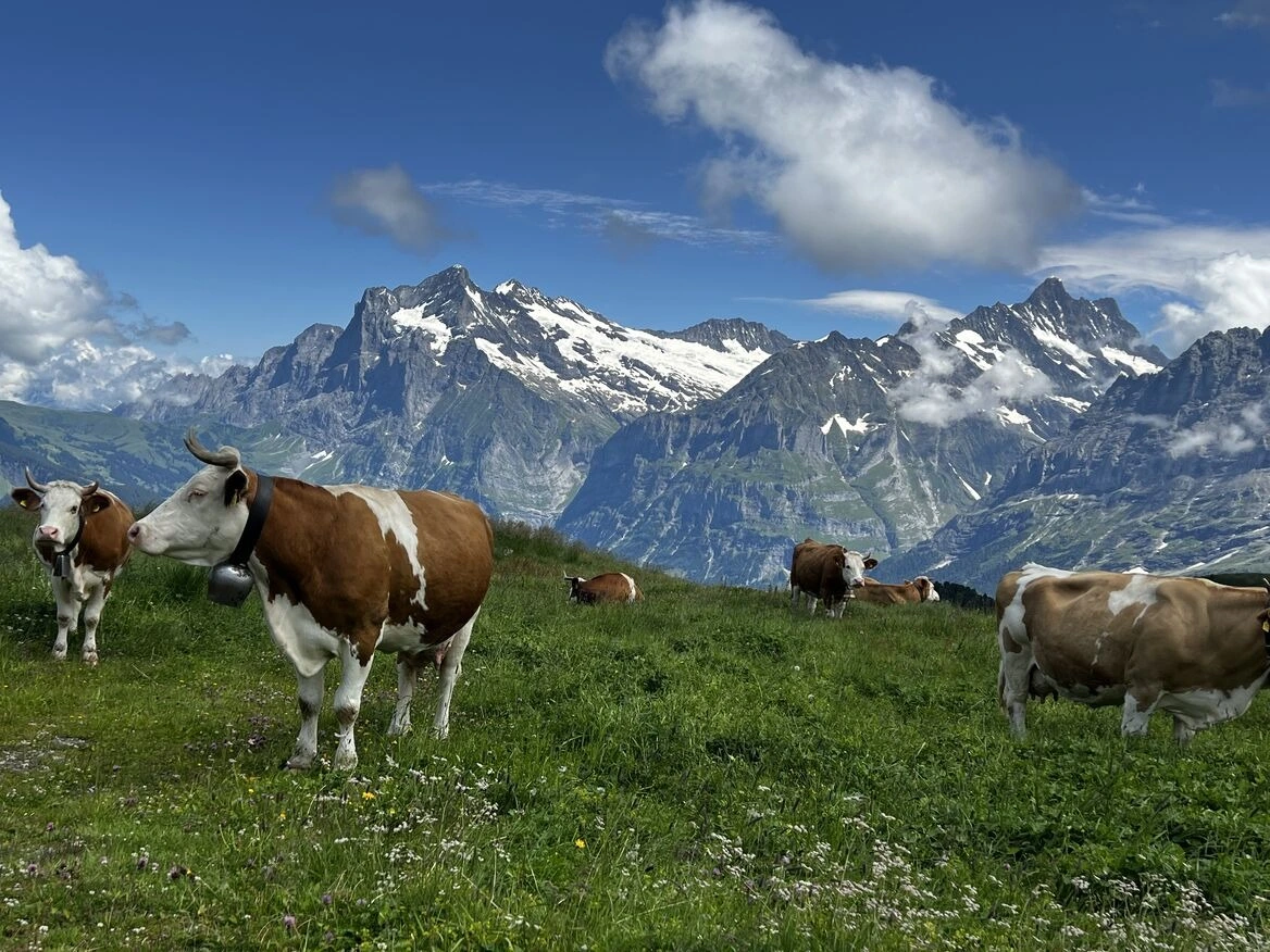 Cows peacefully grazing on lush green grass with the stunning Swiss Alps in the background.
