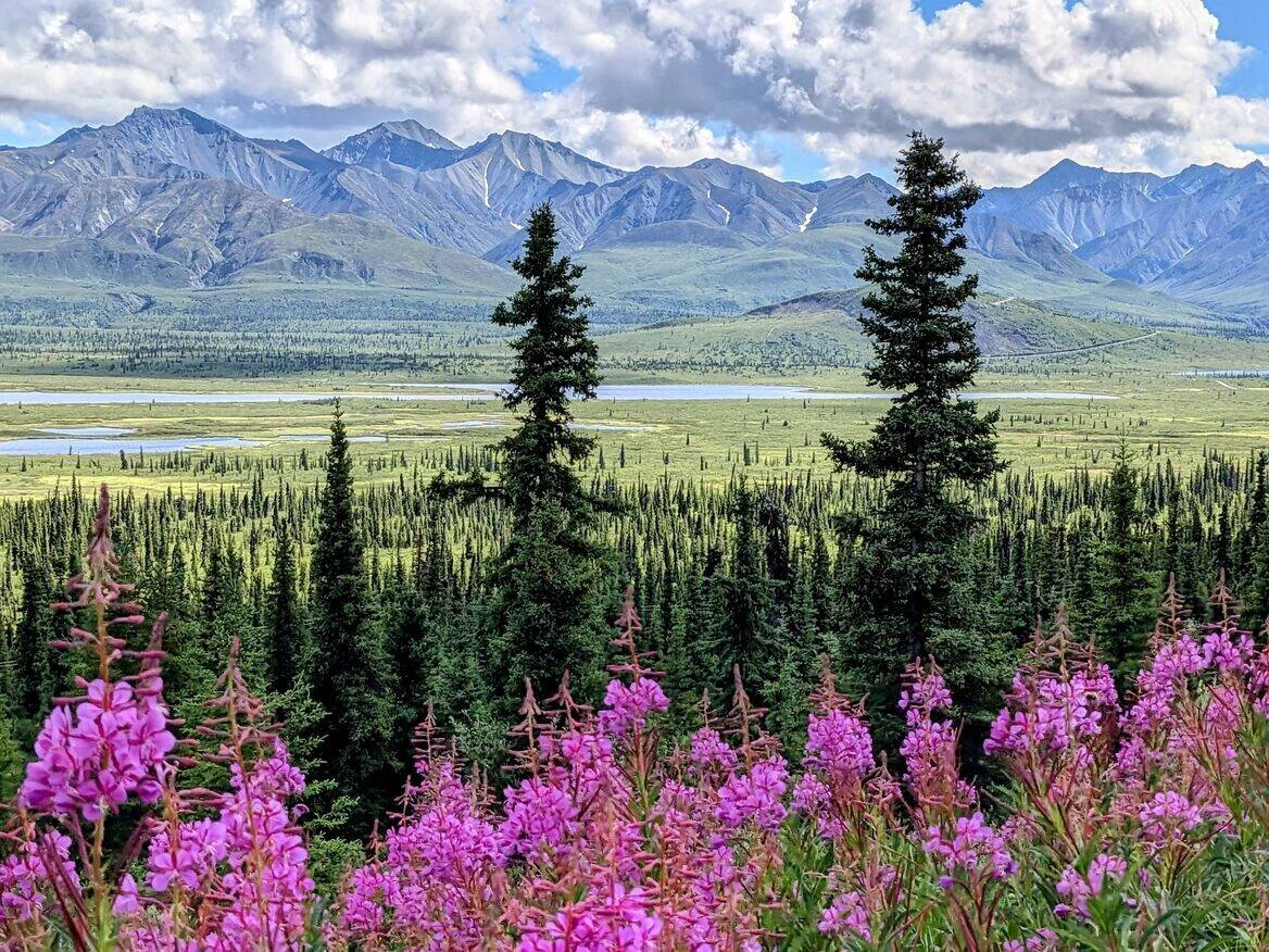 Scenic view of Alaska National Park showcasing stunning mountains and lush greenery.