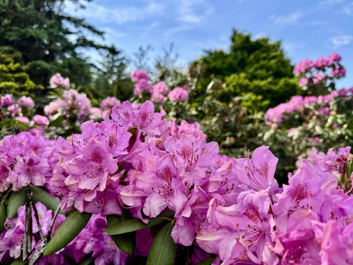 Vibrant pink rhododendron flowers blooming in a sunny garden, adding a splash of color to the greenery.