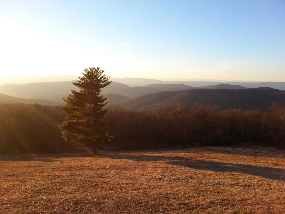 A solitary tree on a hill with a stunning view of distant mountains in the background located on Skyline Drive.