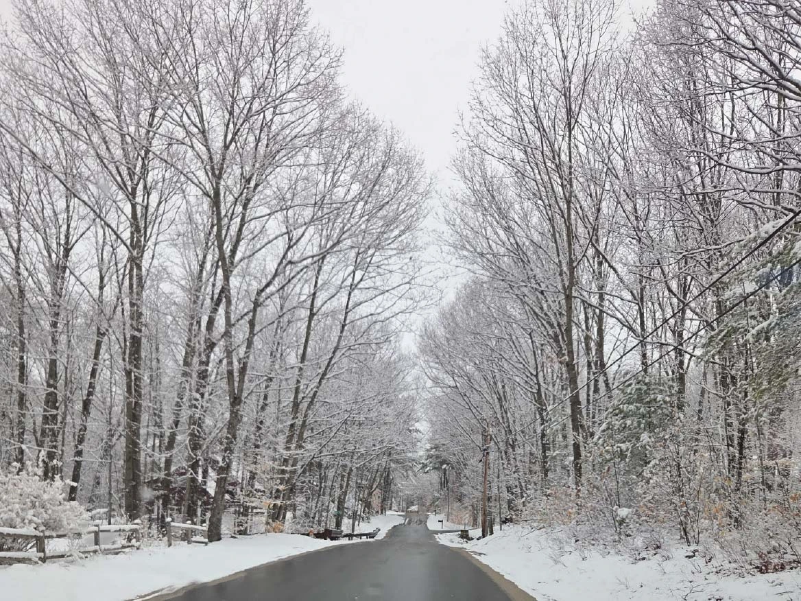 A snowy road winding through a peaceful wooded area, surrounded by tall trees blanketed in white.