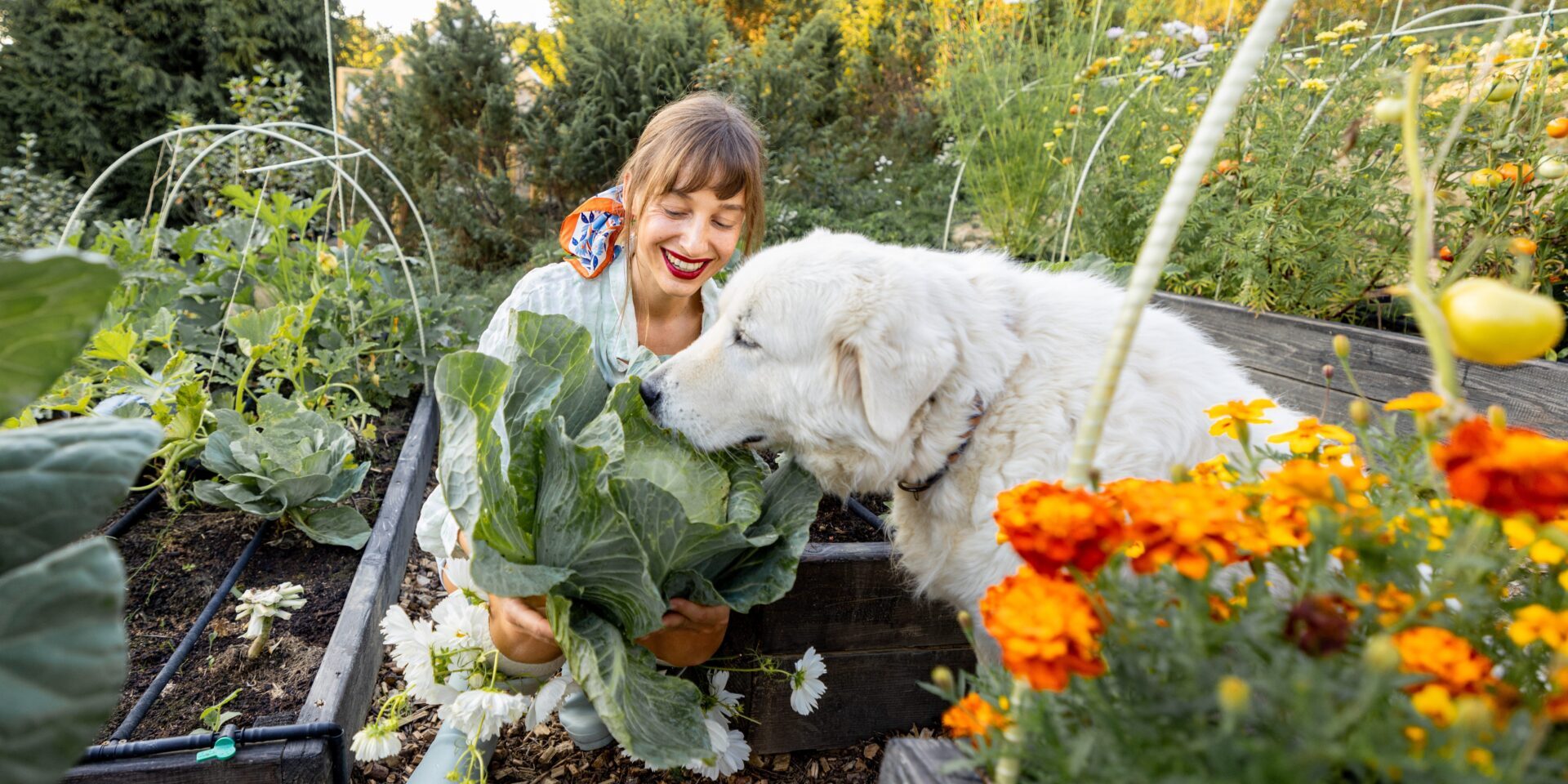 A woman kneels in a garden holding leafy greens while a large white dog sniffs the vegetables beside her. Raised garden beds and orange flowers are visible in the background.